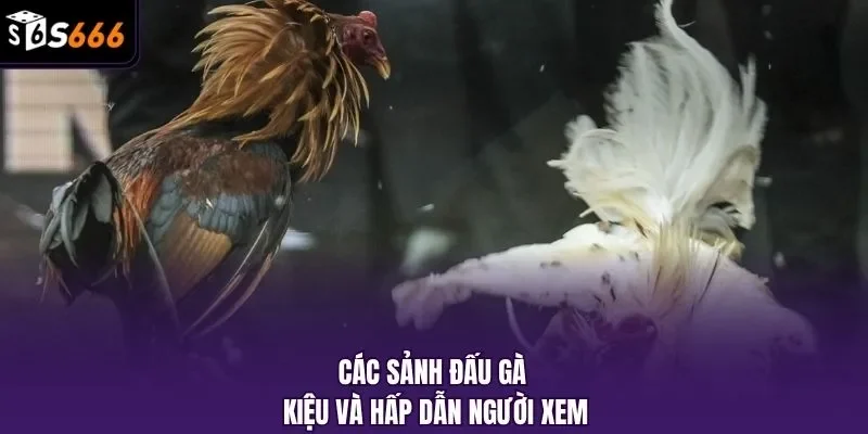 Các sảnh đấu gà kiệu và hấp dẫn người xem