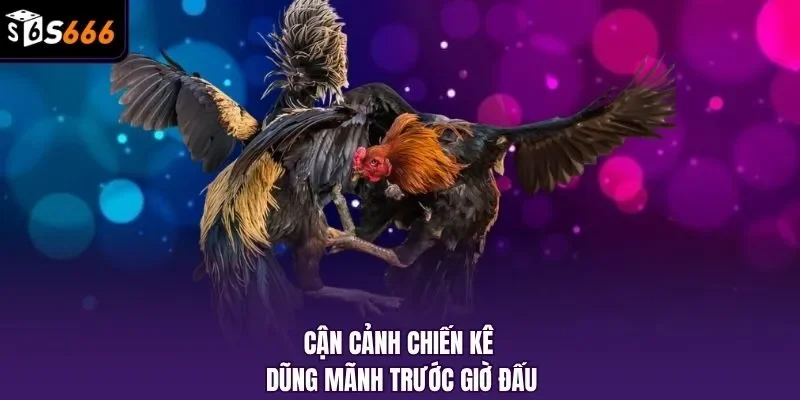 Cận cảnh chiến kê dũng mãnh trước giờ đấu