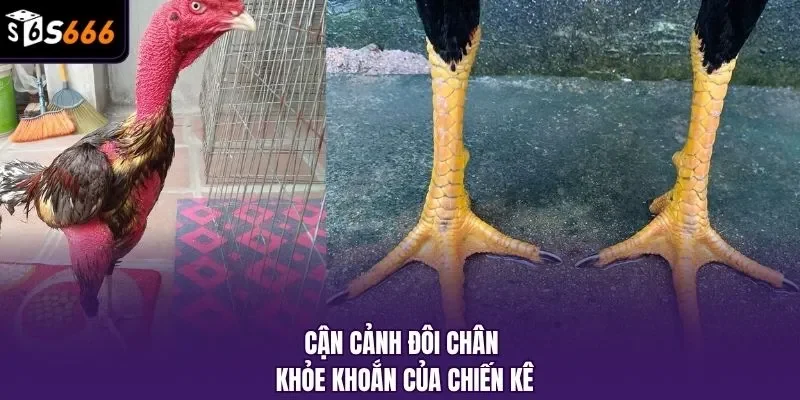 Cận cảnh đôi chân khỏe khoắn của chiến kê