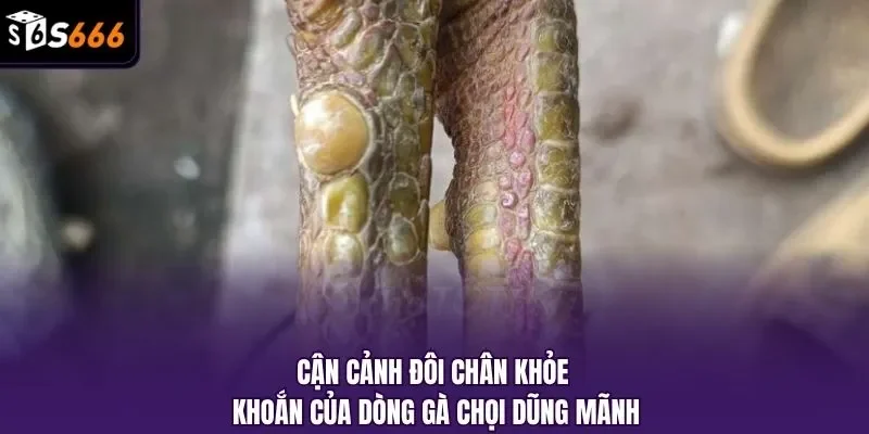 Cận cảnh đôi chân khỏe khoắn của dòng gà chọi dũng mãnh
