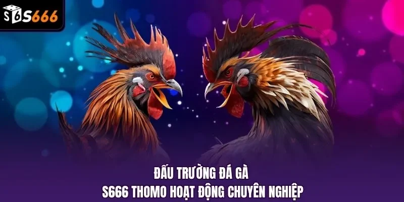 Đấu trường đá gà S666 Thomo hoạt động chuyên nghiệp 