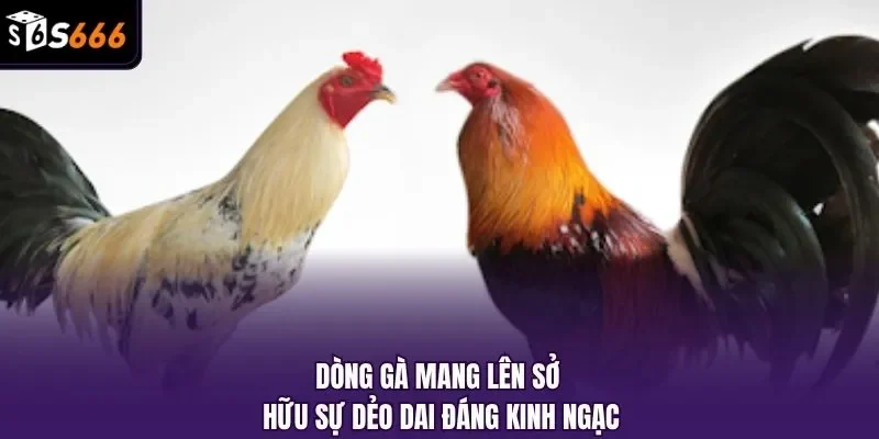 Dòng gà mang lên sở hữu sự dẻo dai đáng kinh ngạc