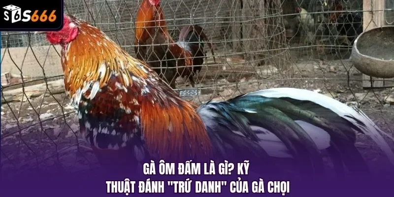 Gà Ôm Đấm