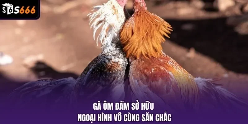 Gà ôm đấm sở hữu ngoại hình vô cùng săn chắc
