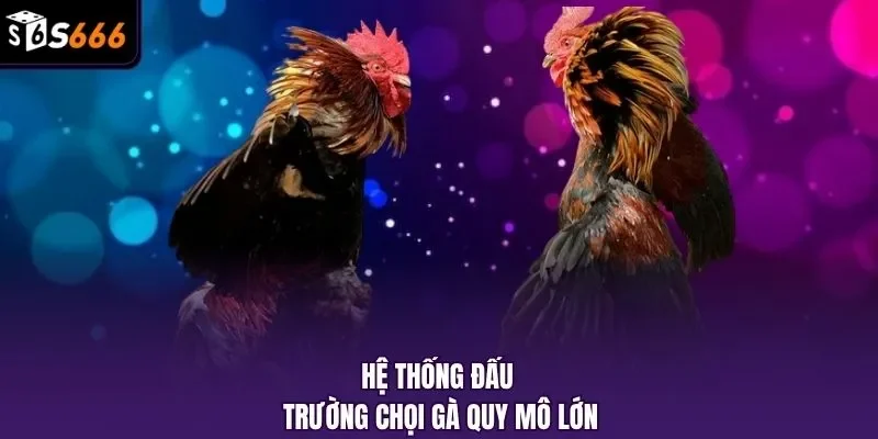 Hệ thống đấu trường chọi gà quy mô lớn