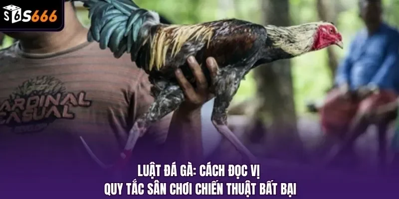 Luật đá gà
